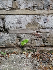 Asplenium scolopendrium