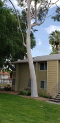 Corymbia aparrerinja
