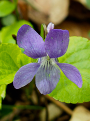 Viola × bavarica