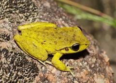 Ranoidea lesueuri