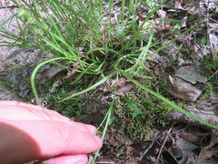 Carex retroflexa