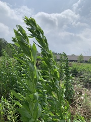 Plectocephalus americanus