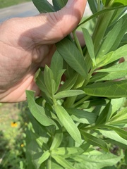 Plectocephalus americanus