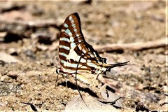 Graphium evombar evombar