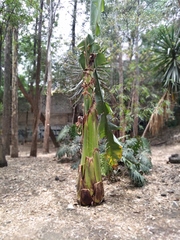 Ensete