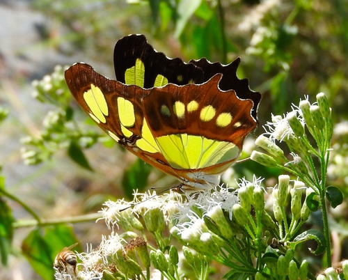 Bitter bush (Chromolaena odorata)