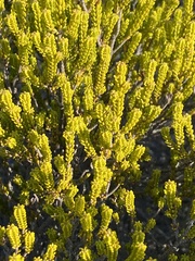 Passerina galpinii