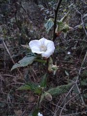 Rubus corchorifolius