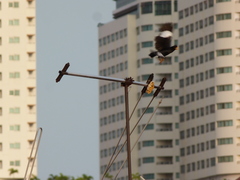 Acridotheres grandis