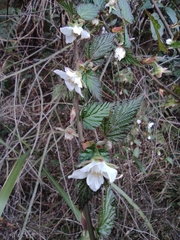Rubus corchorifolius