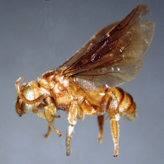 Osiris opsionomus