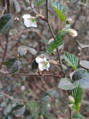 Rubus corchorifolius
