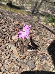 Clarkia breweri