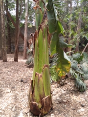 Ensete