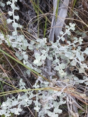 Plecostachys serpyllifolia