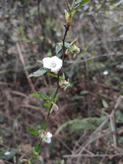 Rubus corchorifolius