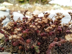 Sedum parvum