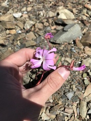 Clarkia breweri