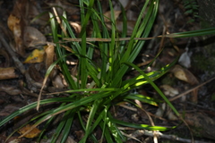 Carex lancea