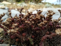 Sedum parvum