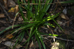 Carex lancea