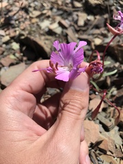 Clarkia breweri