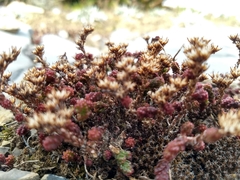 Sedum parvum