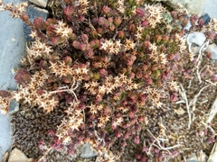 Sedum parvum