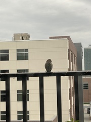 Haemorhous mexicanus