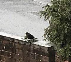 Turdus merula
