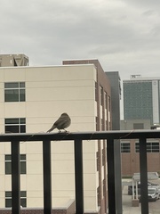 Haemorhous mexicanus