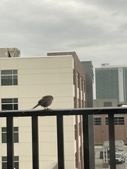 Haemorhous mexicanus