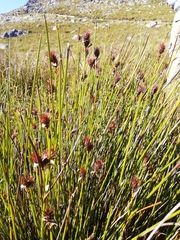 Hypodiscus aristatus