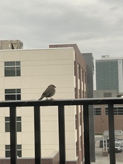 Haemorhous mexicanus