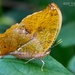 Ghost Leafwing - Photo (c) Eduardo Axel Recillas Bautista, some rights reserved (CC BY-NC), uploaded by Eduardo Axel Recillas Bautista
