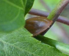 Chelymorpha cribraria