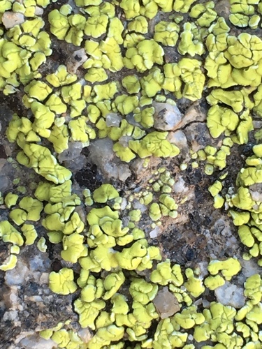 Yellow Cobblestone Lichen