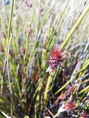 Hypodiscus aristatus