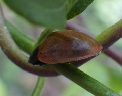 Chelymorpha cribraria