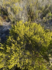 Passerina galpinii