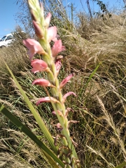 Gladiolus sericeovillosus