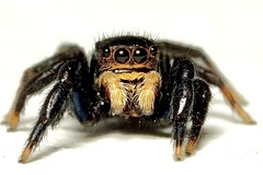 Euophrys herbigrada