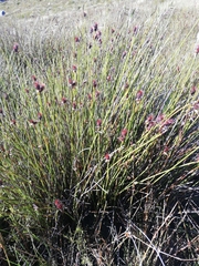 Hypodiscus aristatus