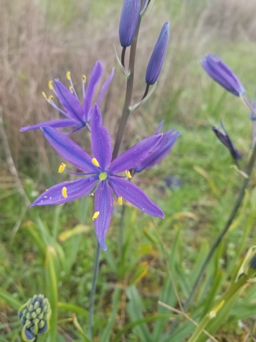 great camas