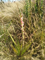 Gladiolus sericeovillosus