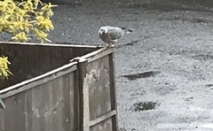 Columba palumbus