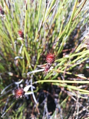 Hypodiscus aristatus