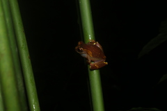 Dendropsophus sarayacuensis