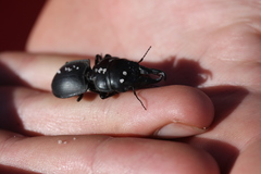 Pachyodontus languidus