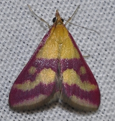 Pyrausta sanguinalis